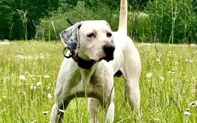 Started English Pointer (Adopted)