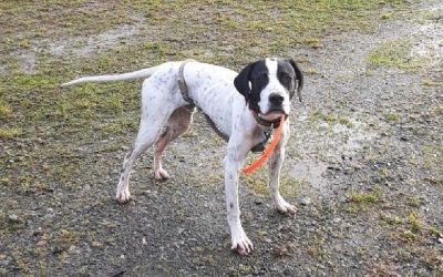 English Pointer (Adopted)
