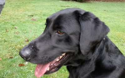 Labrador Retriever (Adopted)