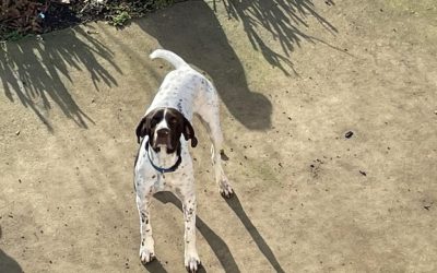 German Shorthaired Pointer (Adopted)