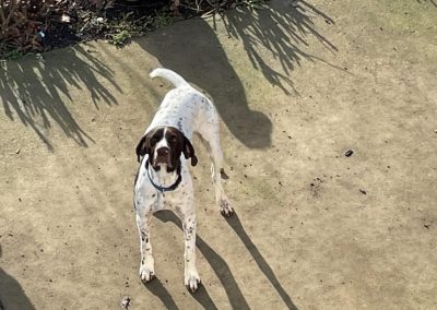 German Shorthaired Pointer (Adopted)