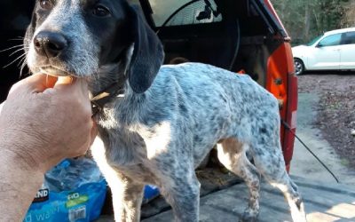 Bandit – German Shorthaired Pointer (Adopted)