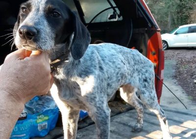 Bandit – German Shorthaired Pointer (Adopted)