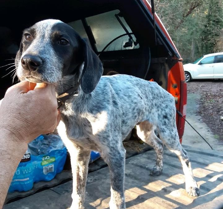 Bandit – German Shorthaired Pointer (Adopted)