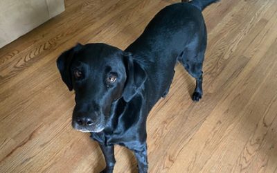 Annie – Black Labrador Retriever (Adopted)