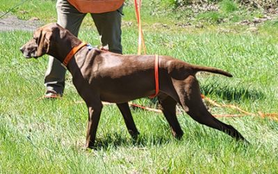 Hank – Pudelpointer (Adopted)