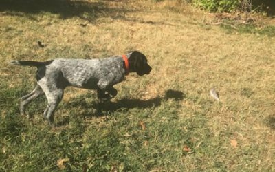 Dexter – German Shorthaired Pointer (Adopted)