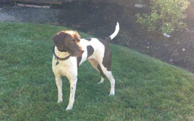Duke – German Shorthaired Pointer (Adopted)