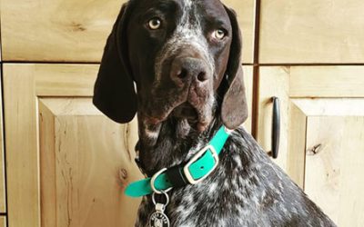 Echo – German Shorthaired Pointer (Adopted)