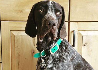 Echo – German Shorthaired Pointer (Adopted)