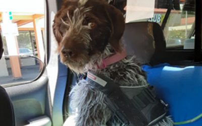 Pepper – German Wirehaired Pointer (Adopted)
