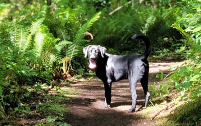 Boomer – Labrador Retriever (Adopted)