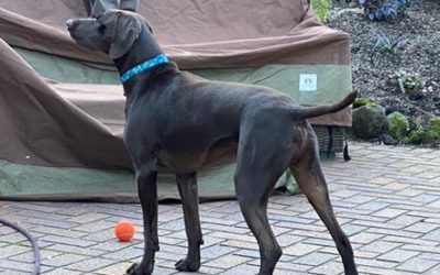 Dutch – German Shorthaired Pointer (Adopted)