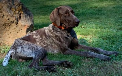 Conan – German Shorthaired Pointer (Adopted)