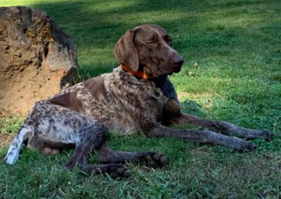 Conan – German Shorthaired Pointer (Adopted)