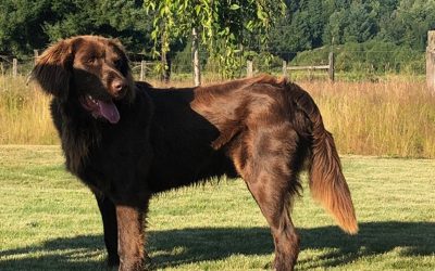 Fynn – Deutsch Langhaar Pointer (Adopted)