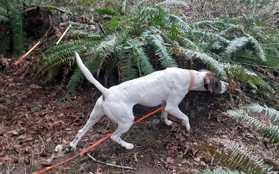Major – English Pointer (Adopted)