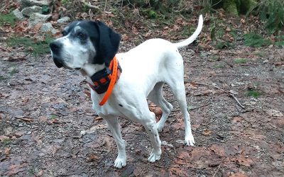 Tikka – English Pointer (Adopted)