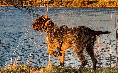 Copper – German Wirehaired Pointer (Adopted)