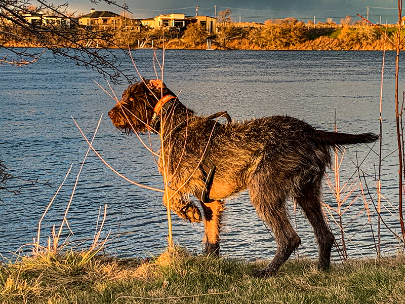 Copper – German Wirehaired Pointer (Adopted)