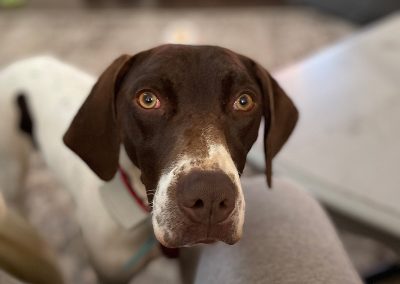 Millie – German Shorthaired Pointer (Adopted)