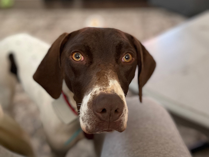 Millie – German Shorthaired Pointer (Adopted)