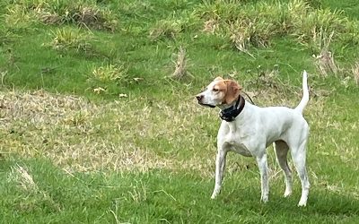 Sally – English Pointer (Adopted)
