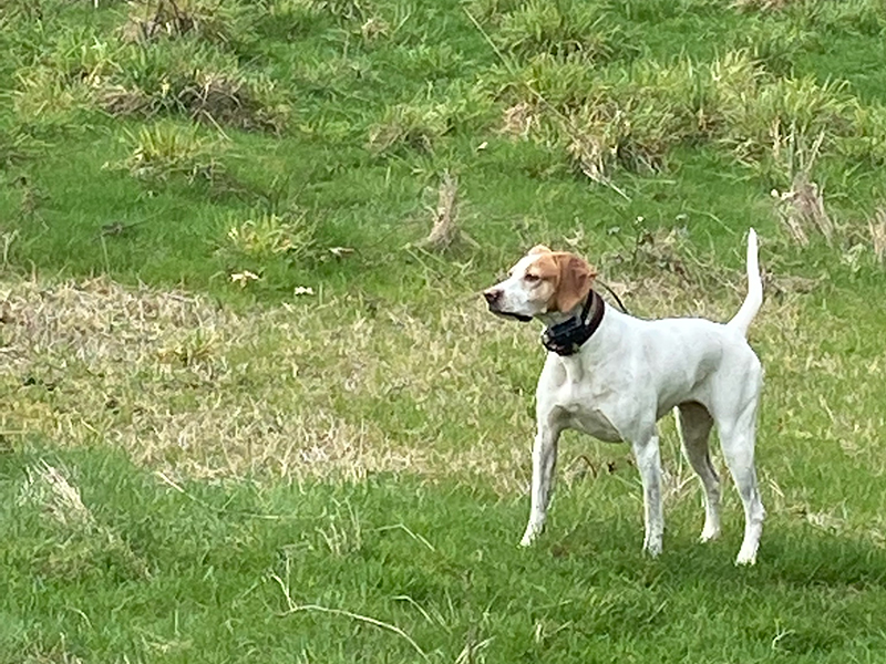 Sally – English Pointer (Adopted)