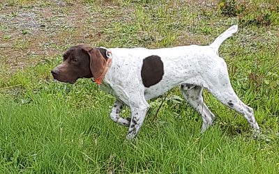 Al – German Shorthaired Pointer (Adopted)