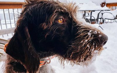 Bear – German Wirehaired Pointer