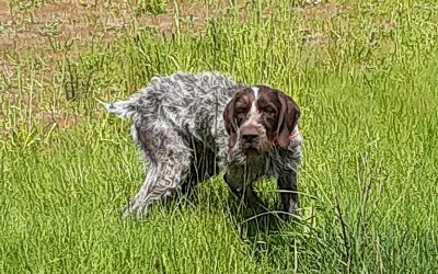 Bear – German Wirehaired Pointer (Adopted)