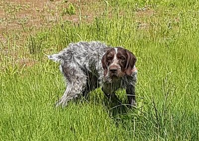 Bear – German Wirehaired Pointer (Adopted)