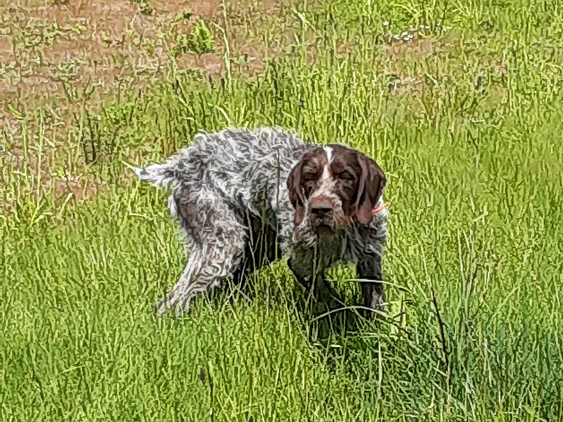 Bear – German Wirehaired Pointer (Adopted)