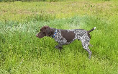 Jack – German Shorthaired Pointer (Adopted)