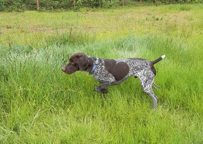 Jack – German Shorthaired Pointer (Adopted)