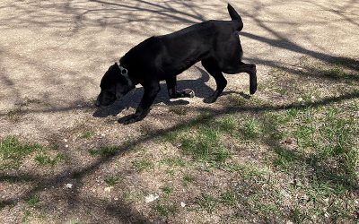 Scout – Labrador Retriever (Adopted)