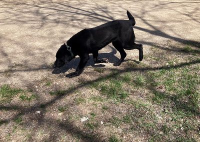 Scout – Labrador Retriever (Adopted)