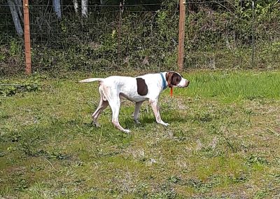 Tank – English Pointer (Adopted)