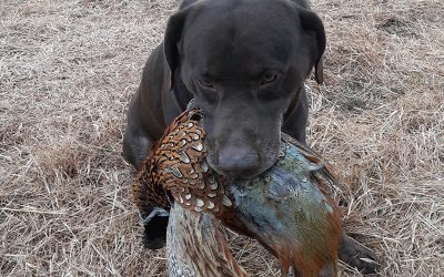 Moose – Labrador Retriever (Adopted)