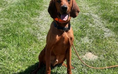 Rusty – Red Bone Coon Hound (Adopted)