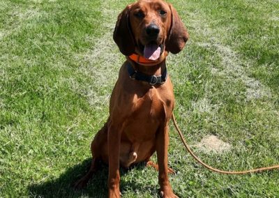 Rusty – Red Bone Coon Hound (Adopted)