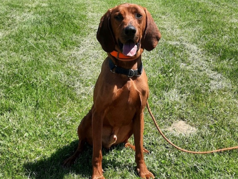 Rusty – Red Bone Coon Hound (Adopted)