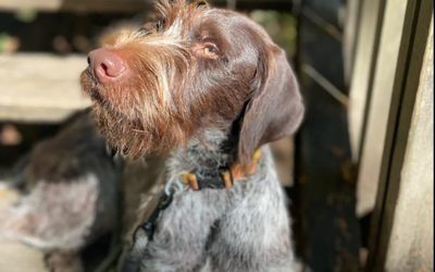 Willie Nelson – German Wirehaired Pointer (Adopted)