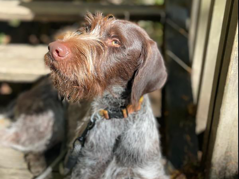 Willie Nelson – German Wirehaired Pointer (Adopted)