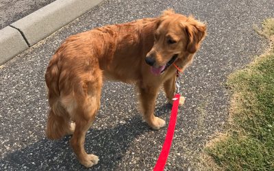 Cooper – Golden Retriever (Adopted)
