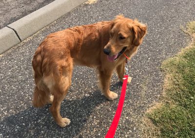 Cooper – Golden Retriever (Adopted)