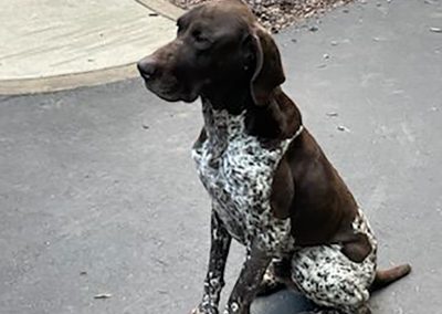 Yukon – German Shorthaired Pointer (Adopted)