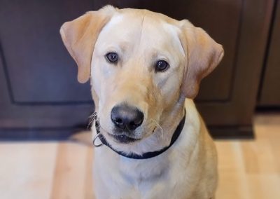 Cooper – Yellow Labrador Retriever (Adopted)