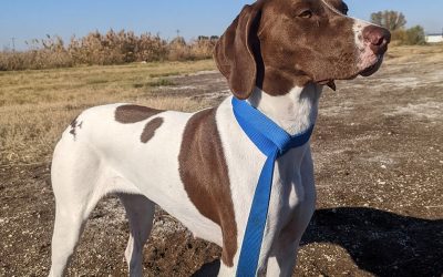 Dacy – German Shorthaired Pointer (Adopted)