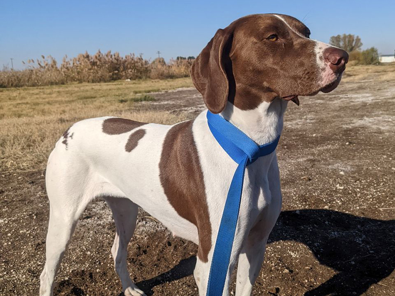 Dacy – German Shorthaired Pointer (Adopted)